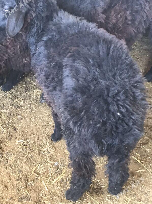 tokly - Бахарден - img 1