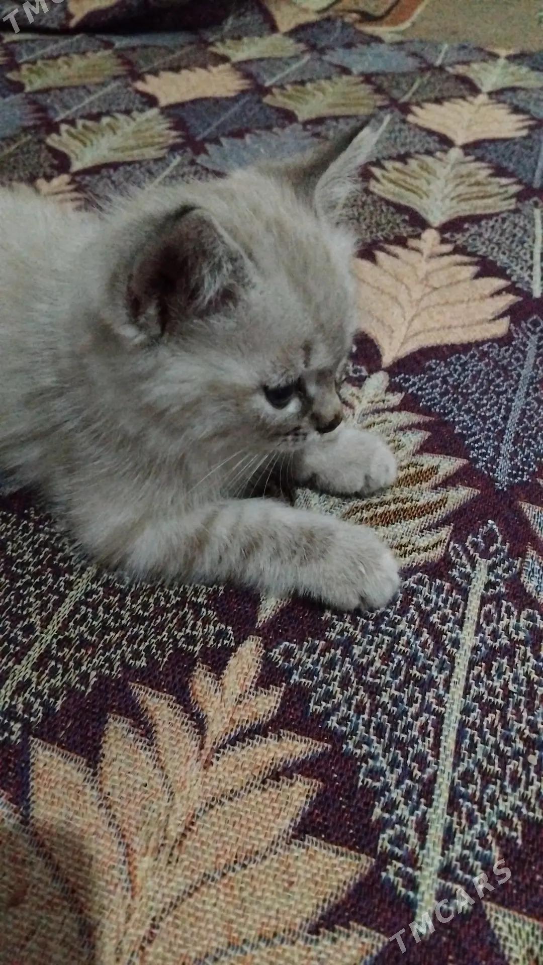 шотландский кот sotlant pisik - Murgap - img 2