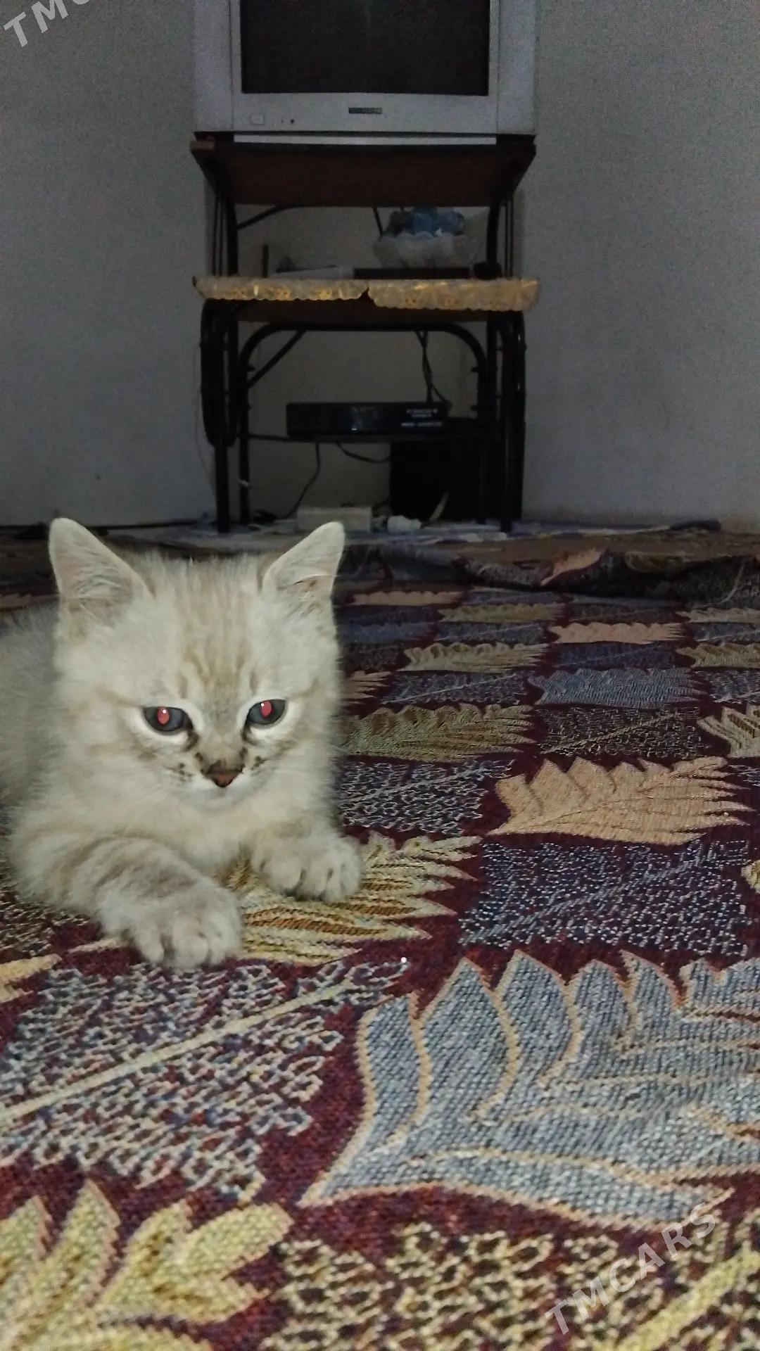 шотландский кот sotlant pisik - Murgap - img 1