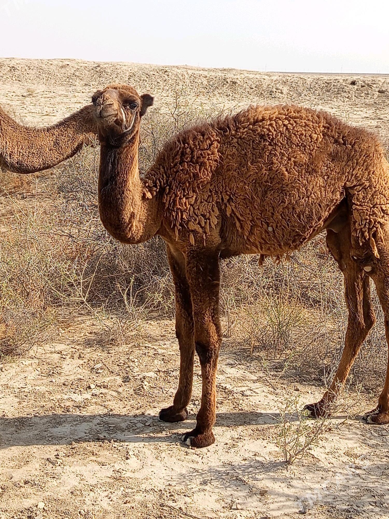 torum - Esenguly - img 1