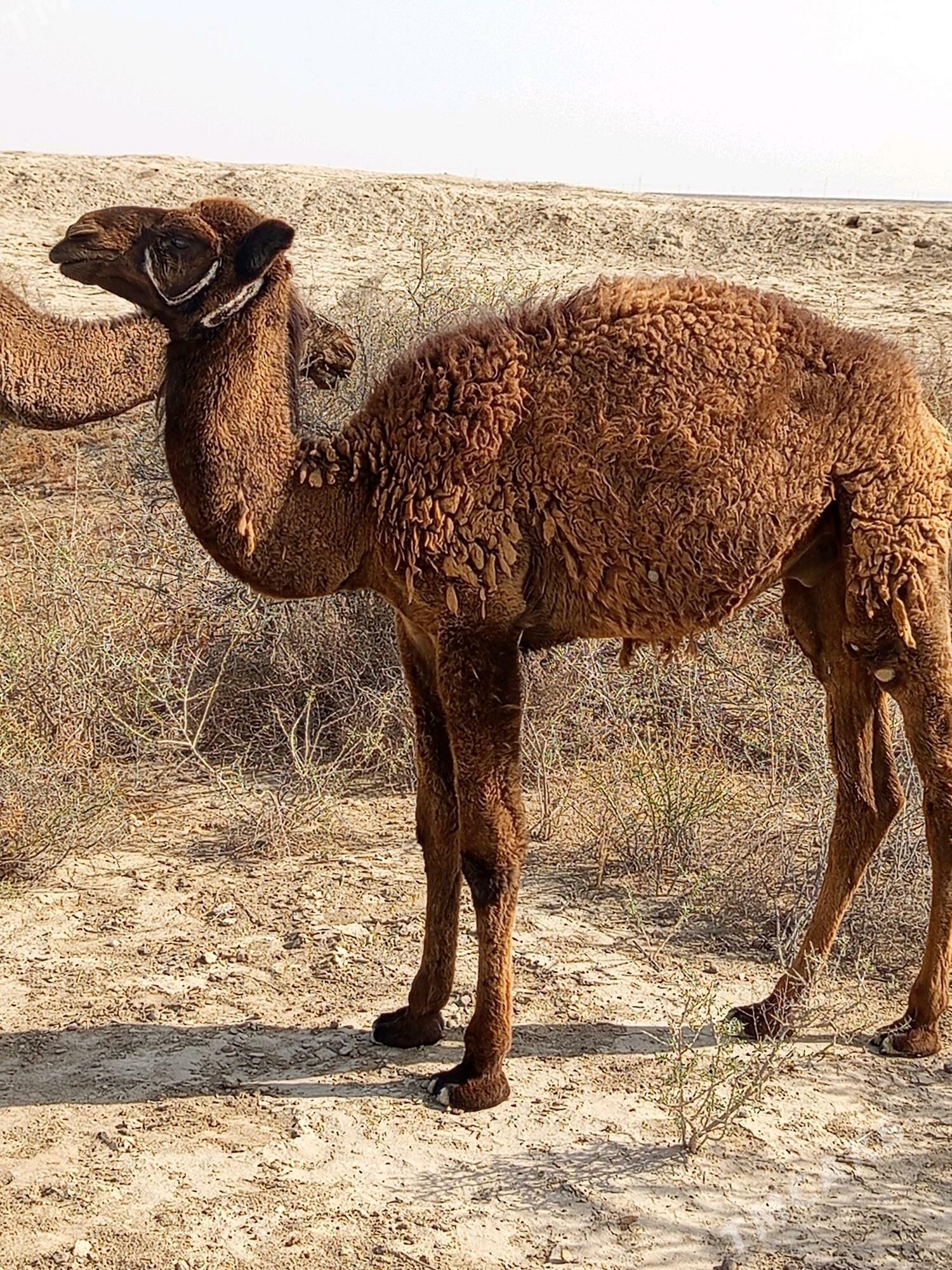 torum - Esenguly - img 2