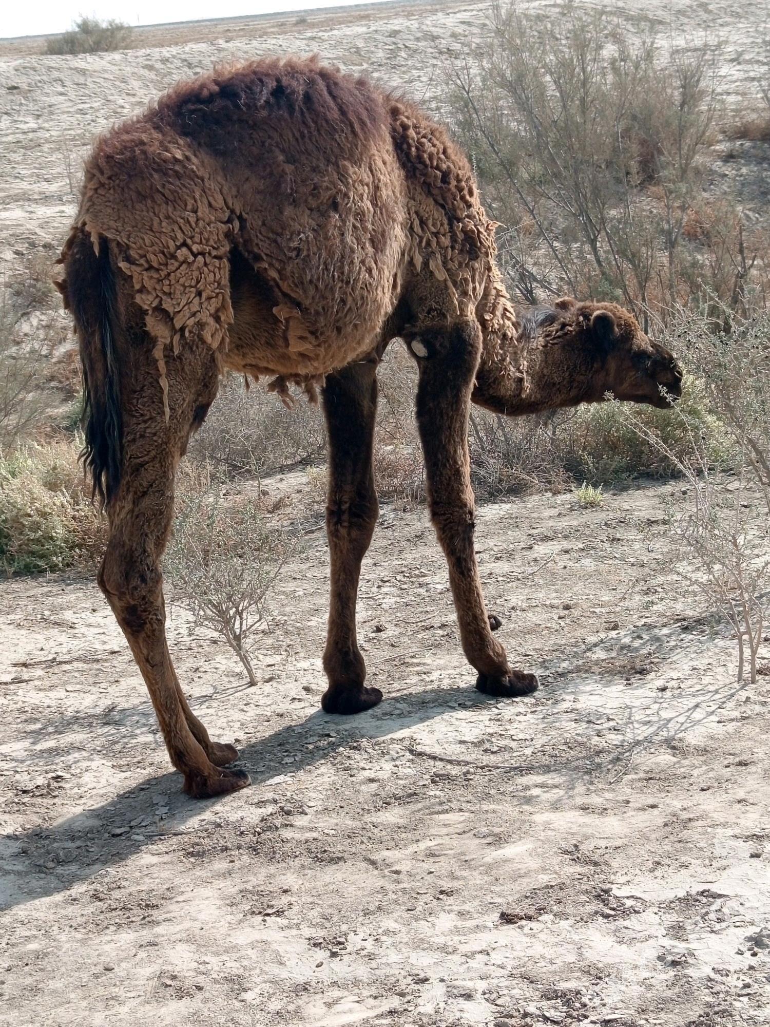 torum - Esenguly - img 4