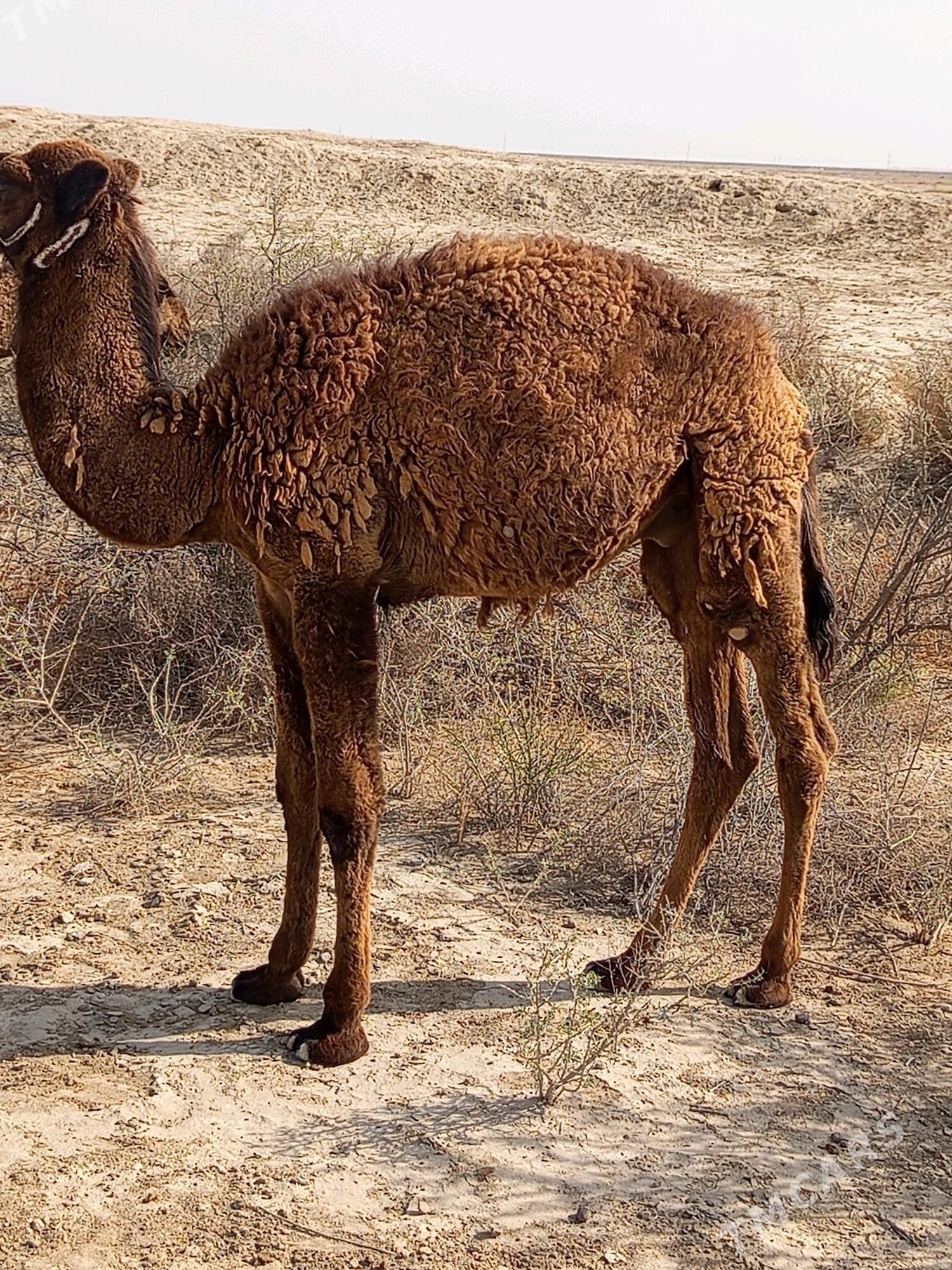 torum - Esenguly - img 3