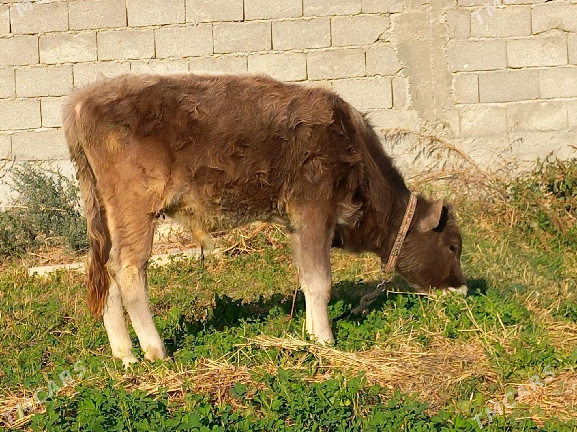 OKUZ - Бузмеин - img 2