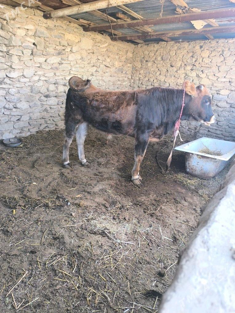 Okiz - Bereket - img 2