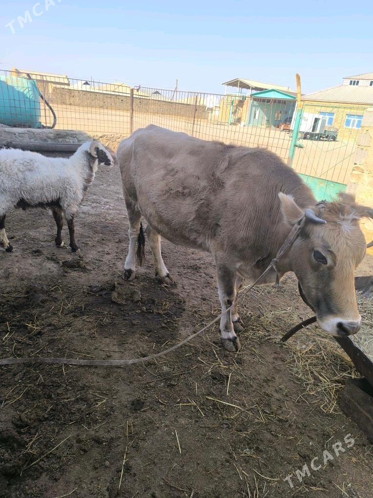 gysyr sygyr - Берекет - img 2