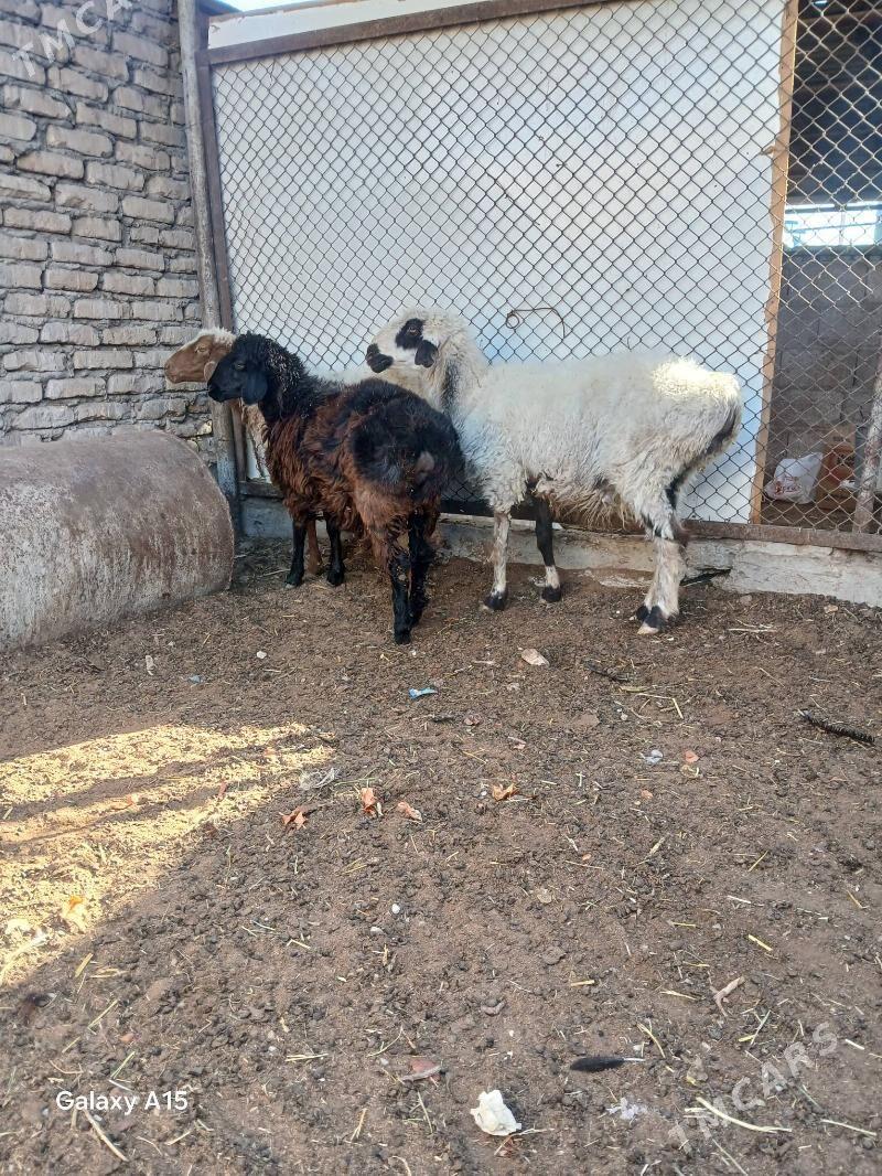 goyun tokly - Балканабат - img 4