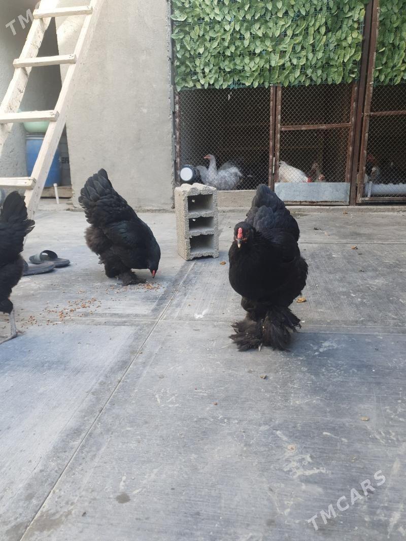 brama gigant kohinhi - Гёкдепе - img 3