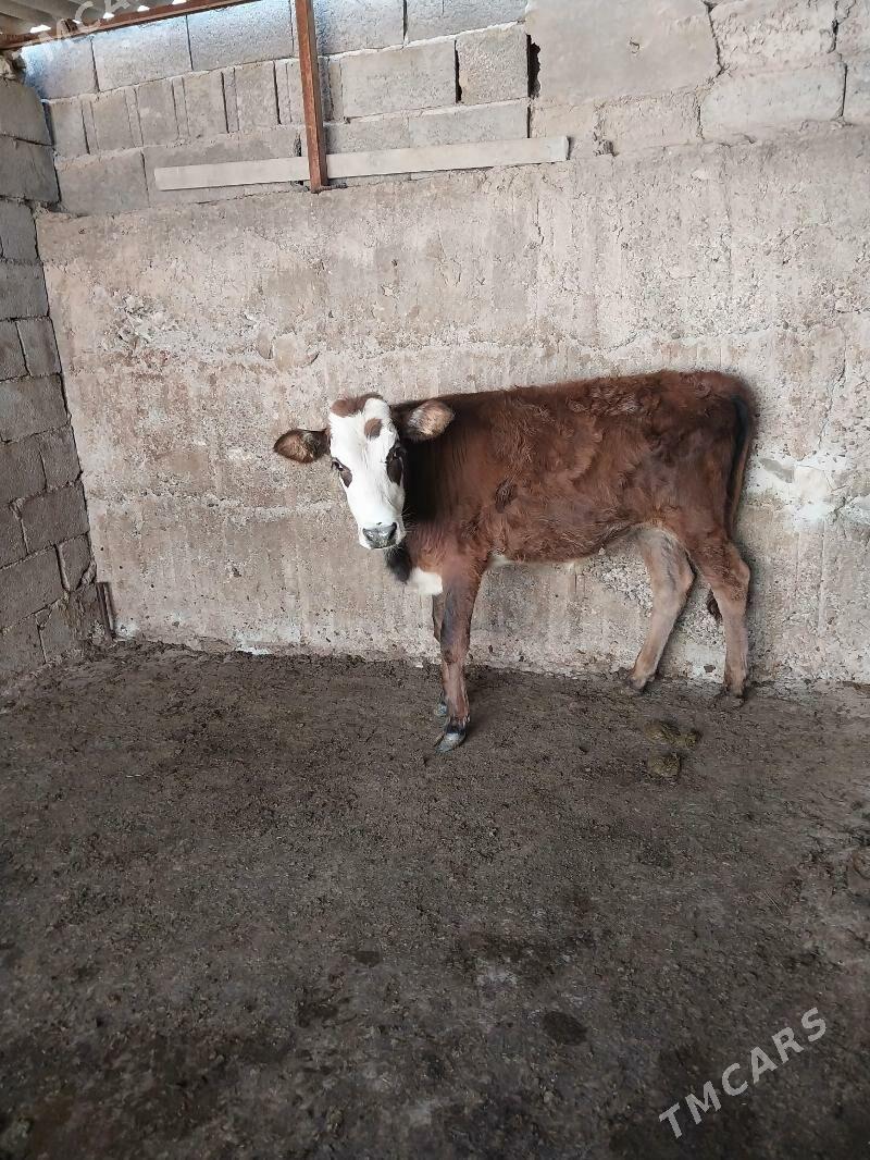 okiz - Aşgabat - img 2