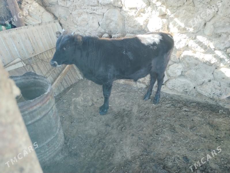 Okuz - Джебел - img 1