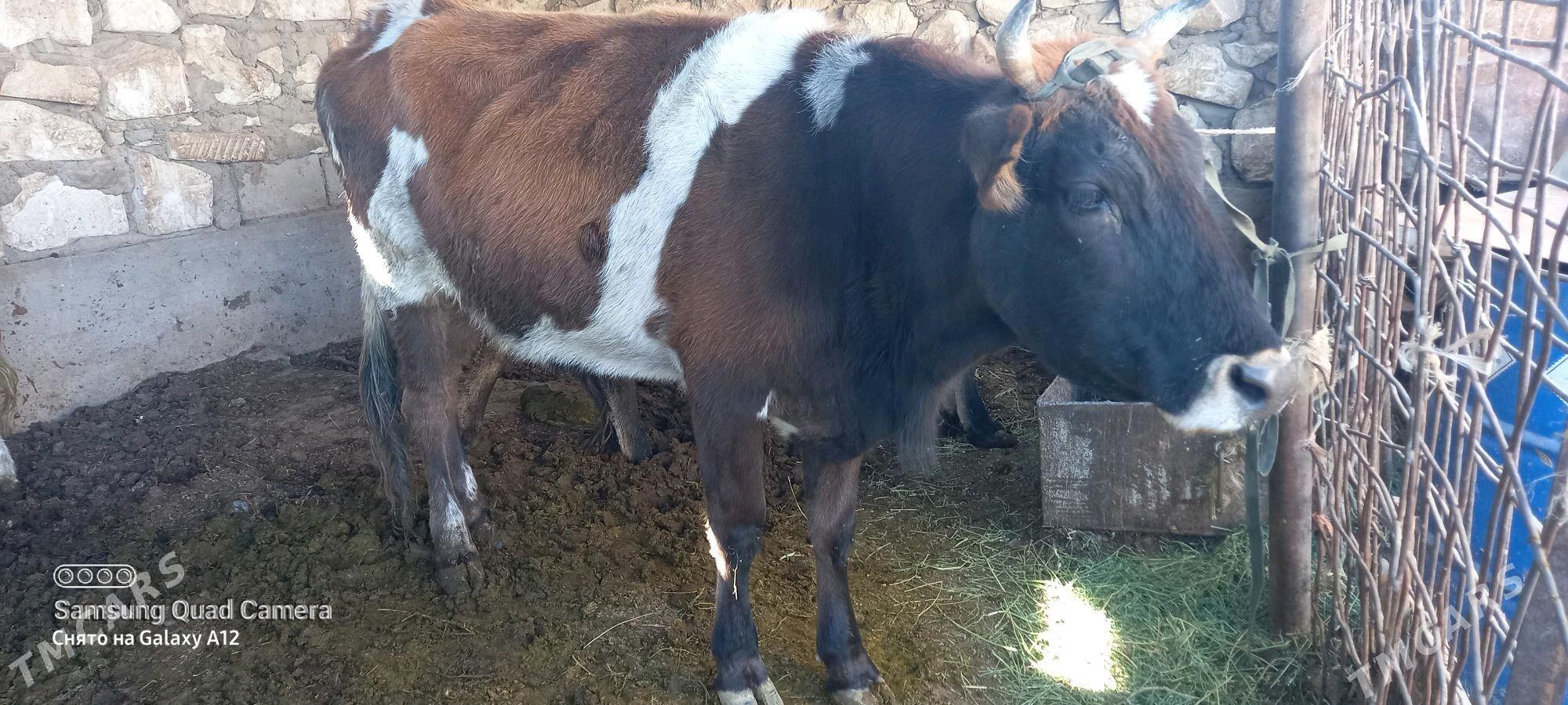 gysyr sygyrla - Гумдаг - img 2