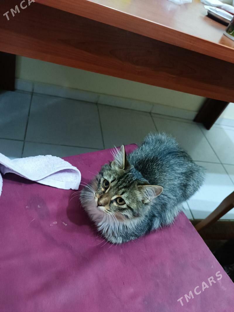 одам в добрые руки - Aşgabat - img 1