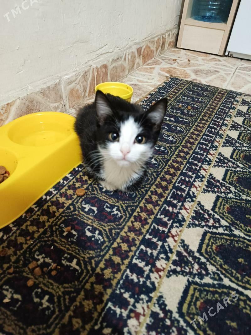 одам в добрые руки - Aşgabat - img 2