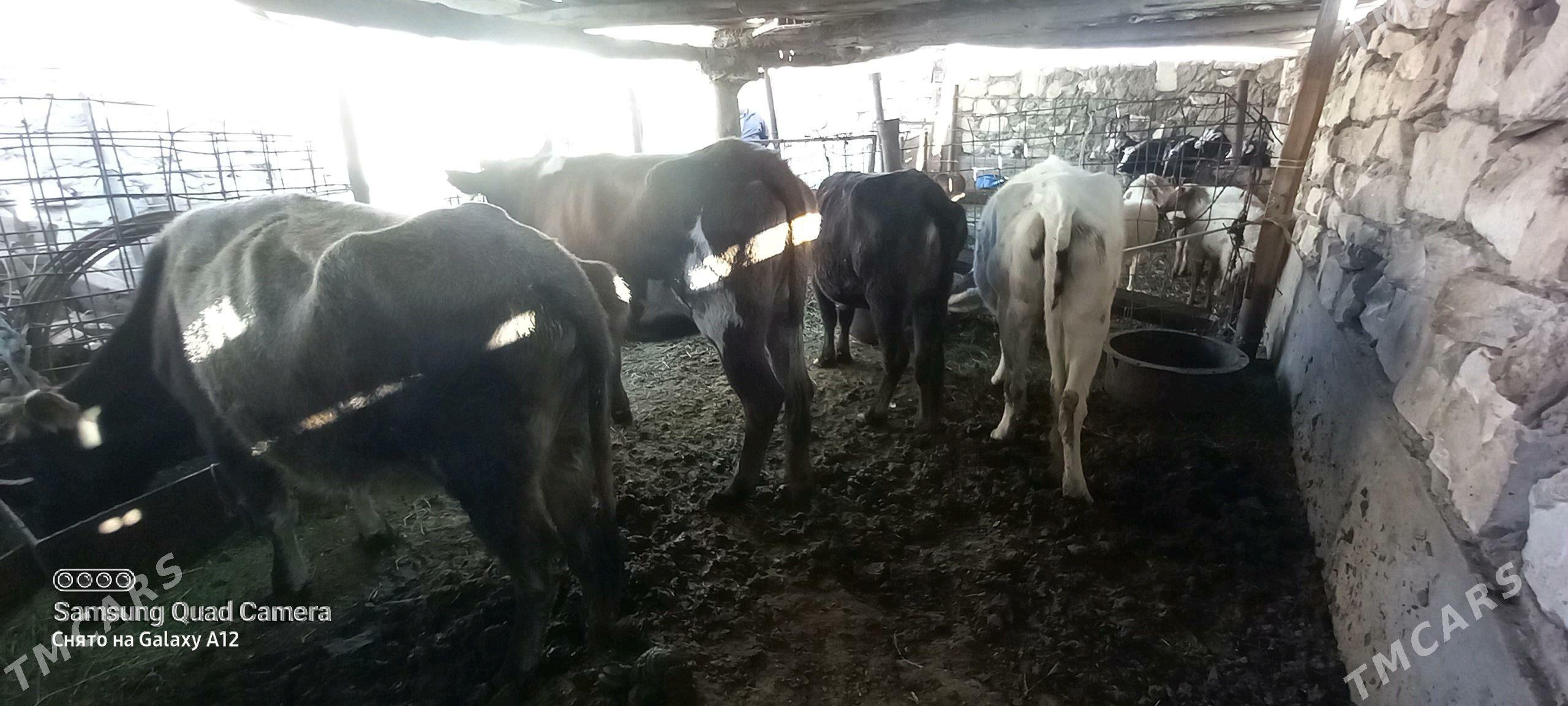 gysyr sygyrla - Гумдаг - img 4