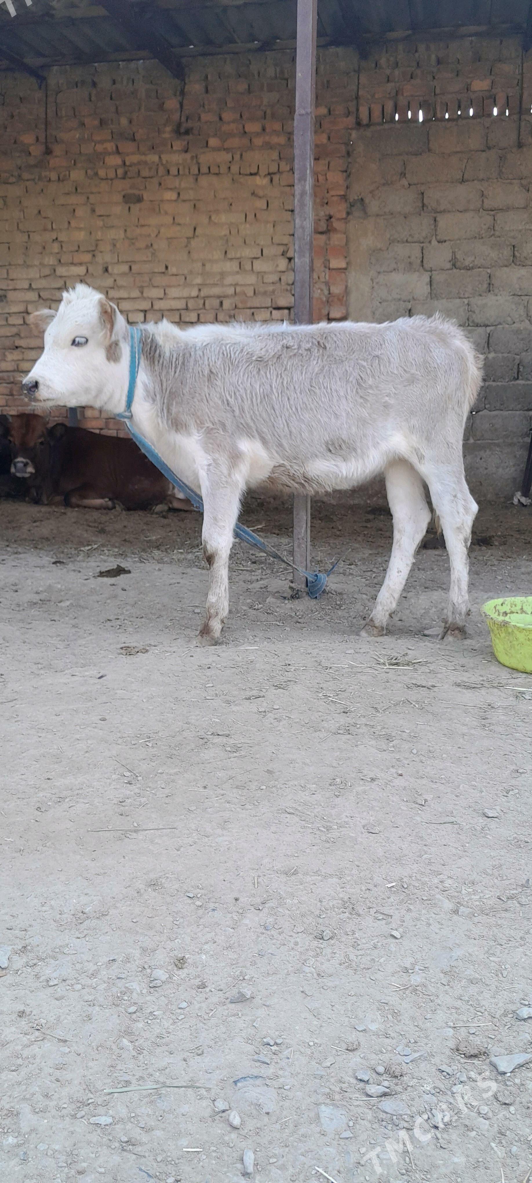 tuwe - Бахарден - img 1