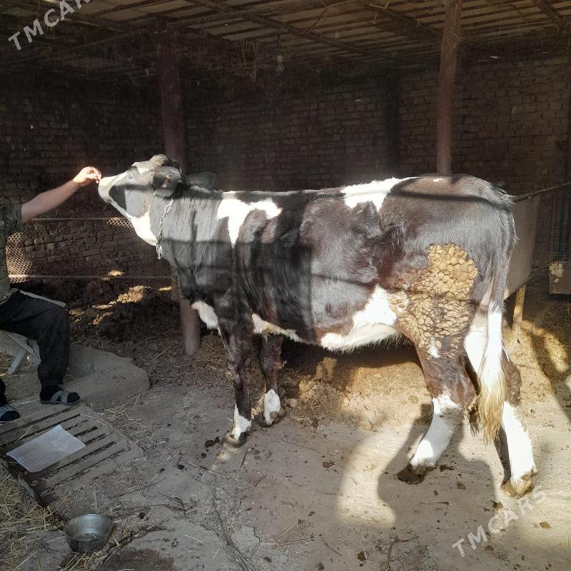 smental - Туркменабат - img 1