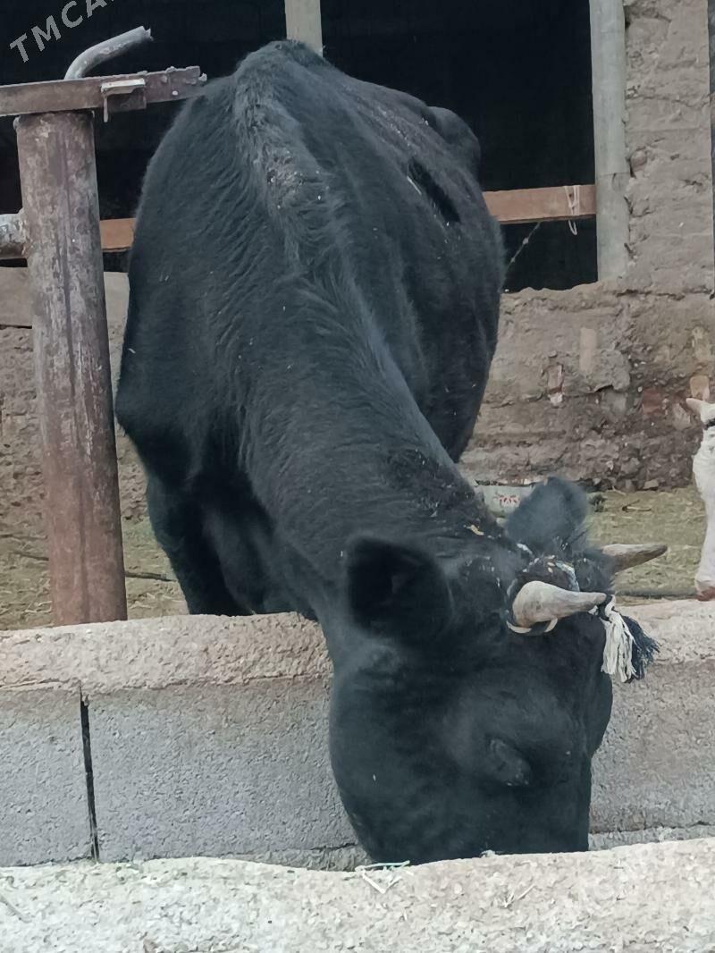 Bogaz sygyr - Гёкдепе - img 4