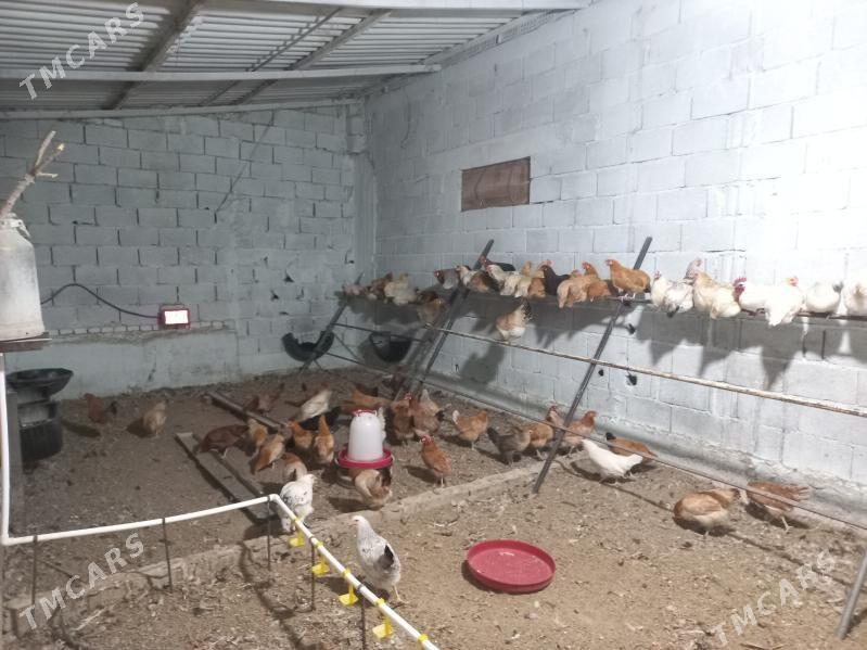 Towuklar - Gökdepe - img 2