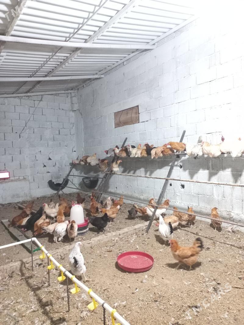 Towuklar - Gökdepe - img 1