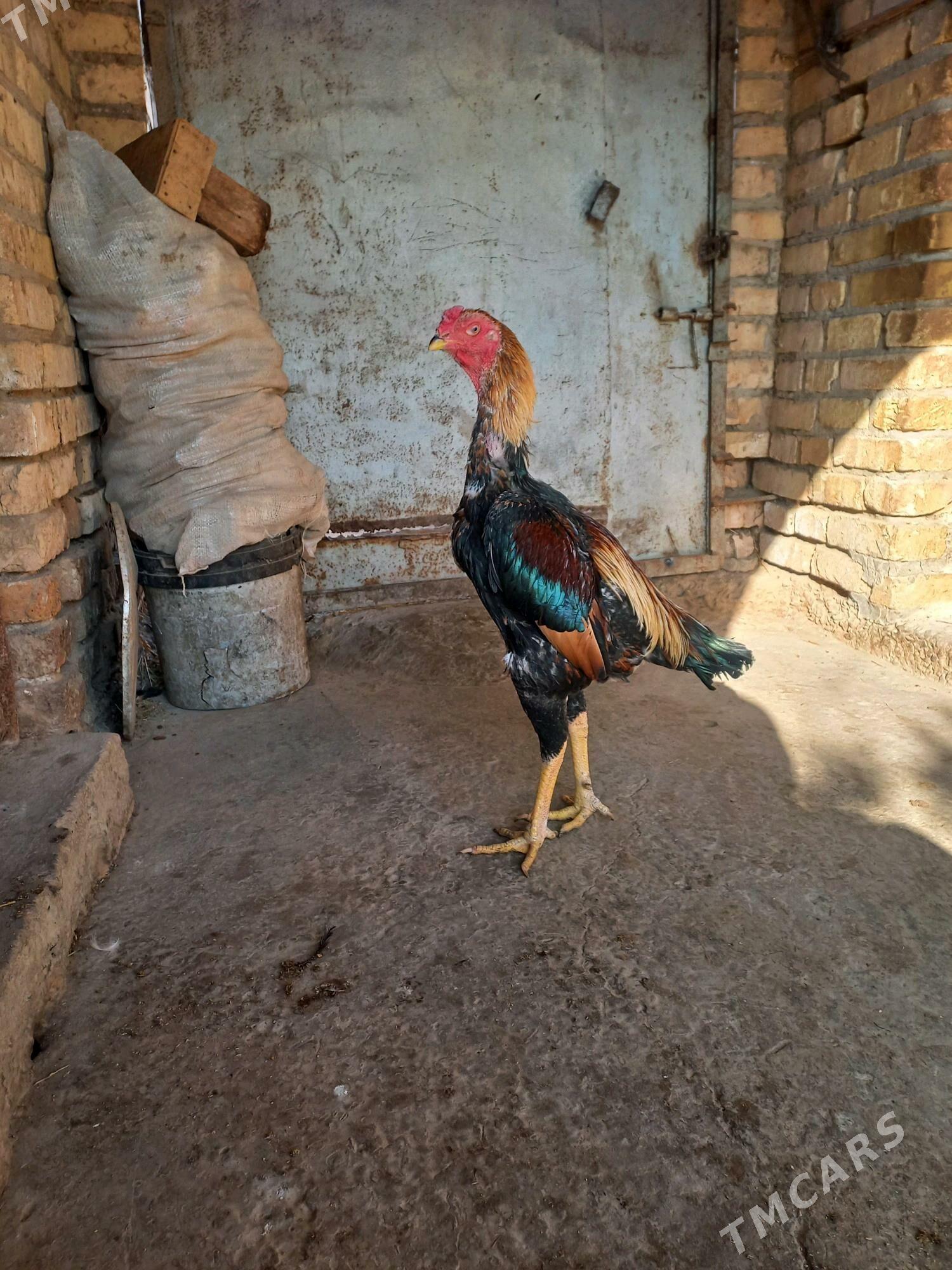 хораз - Чарджоу - img 1