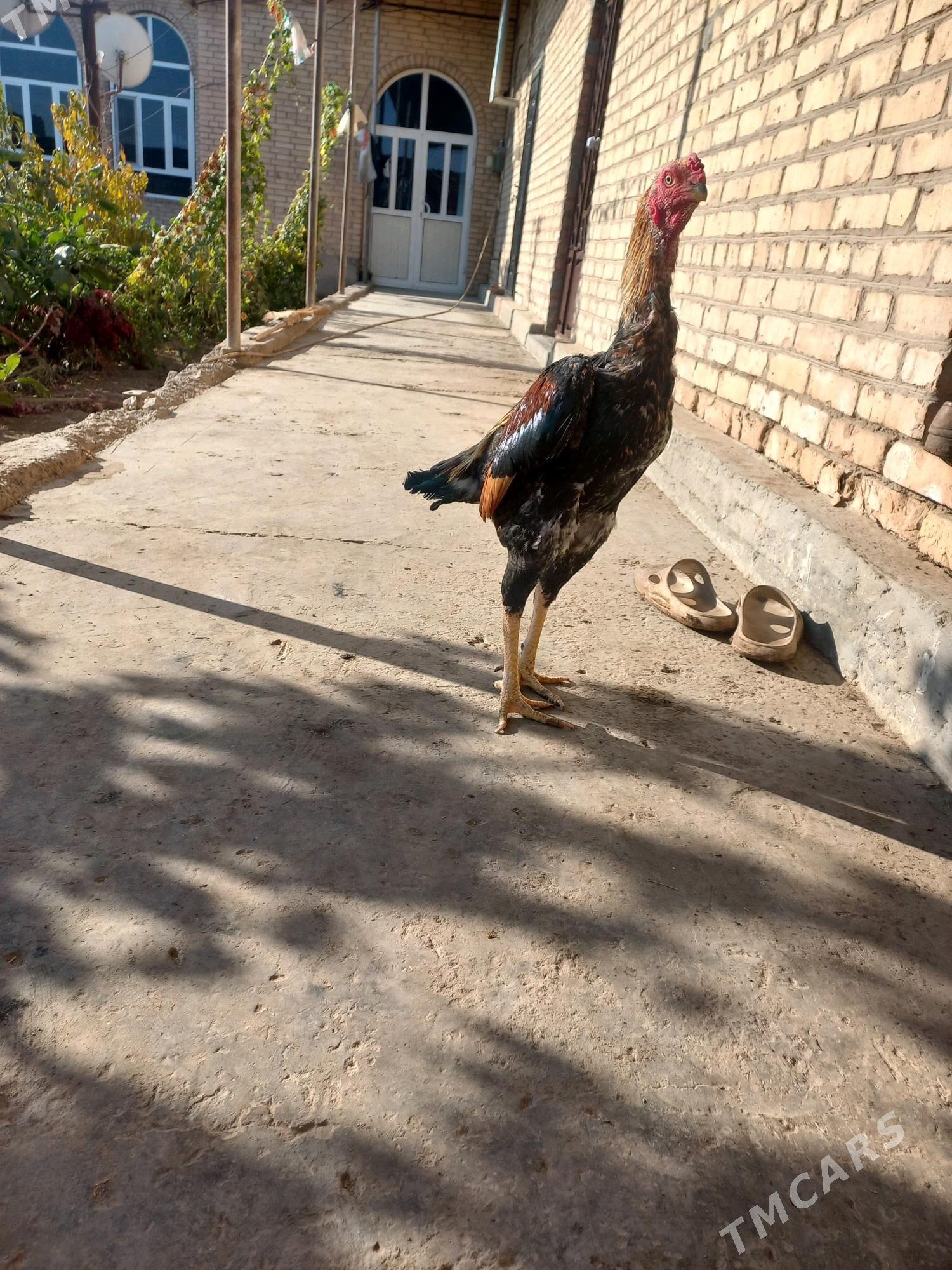 хораз - Чарджоу - img 2