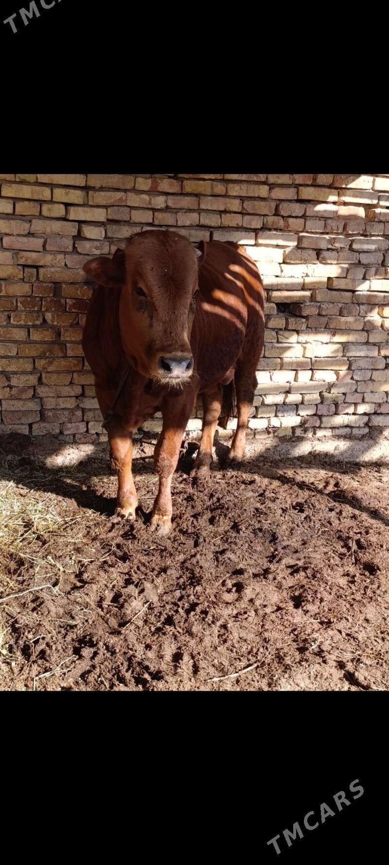 BAKYLAN ÖKÜZ - Мары - img 2