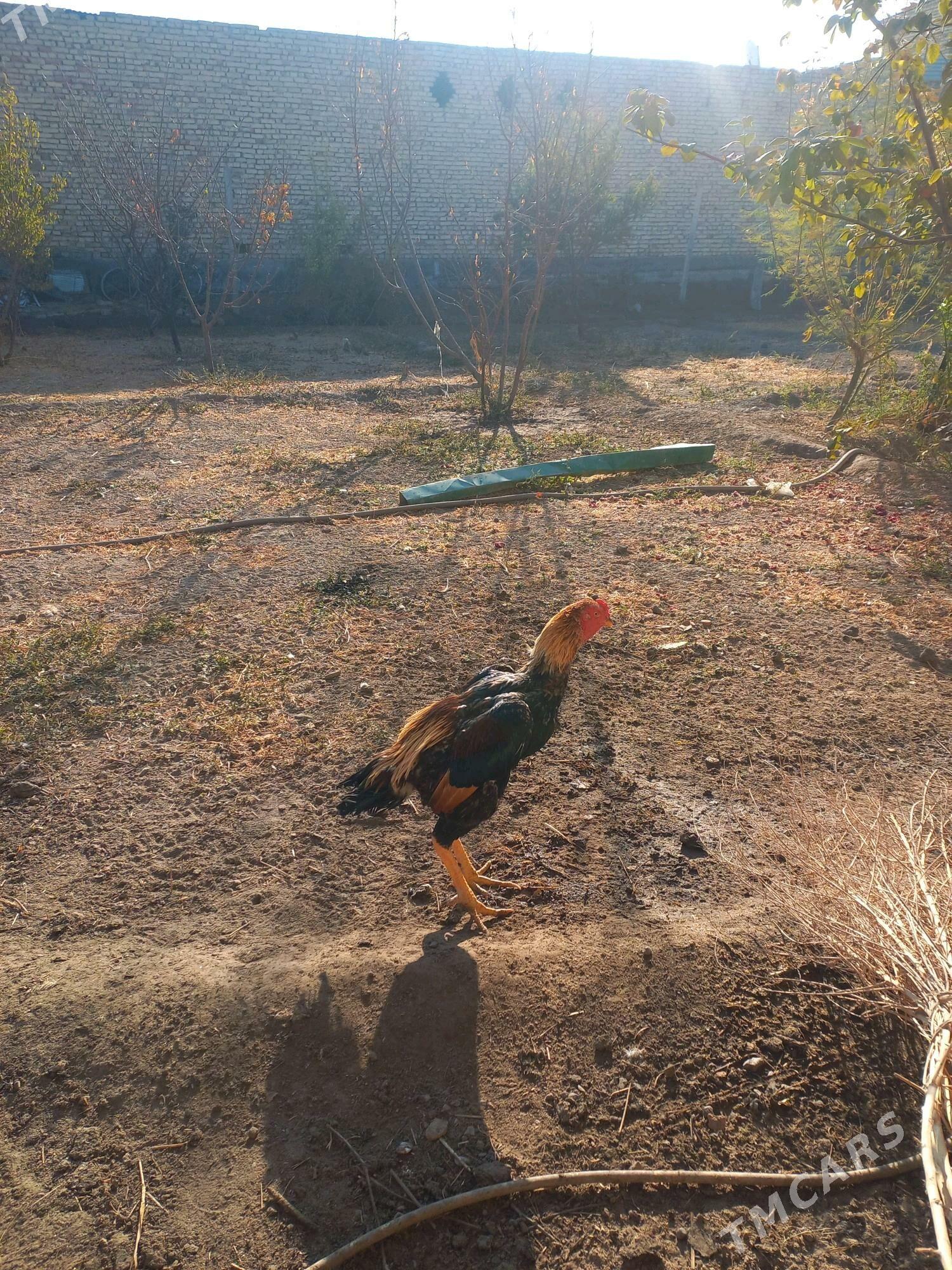 хораз - Чарджоу - img 4