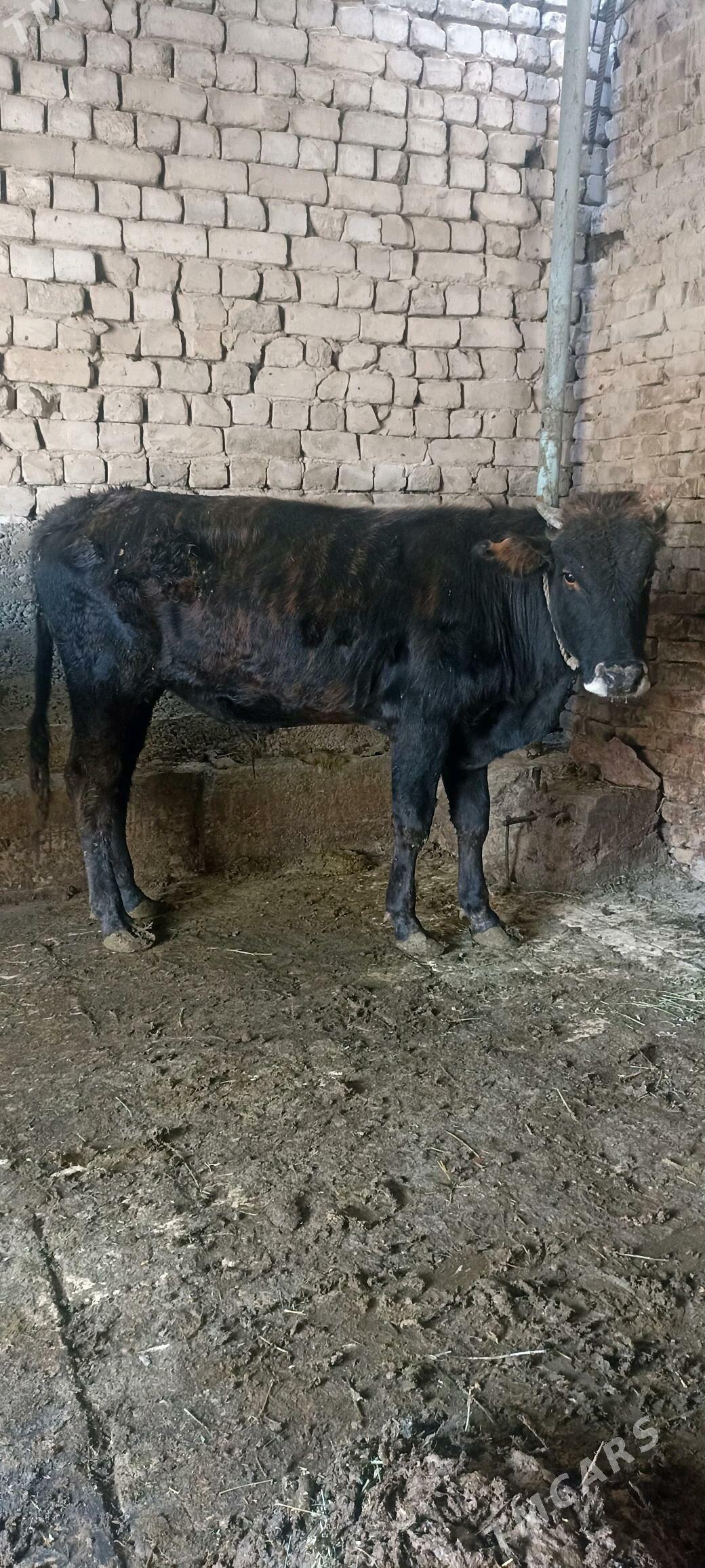 dalgyr  okuz - Hitrowka - img 1