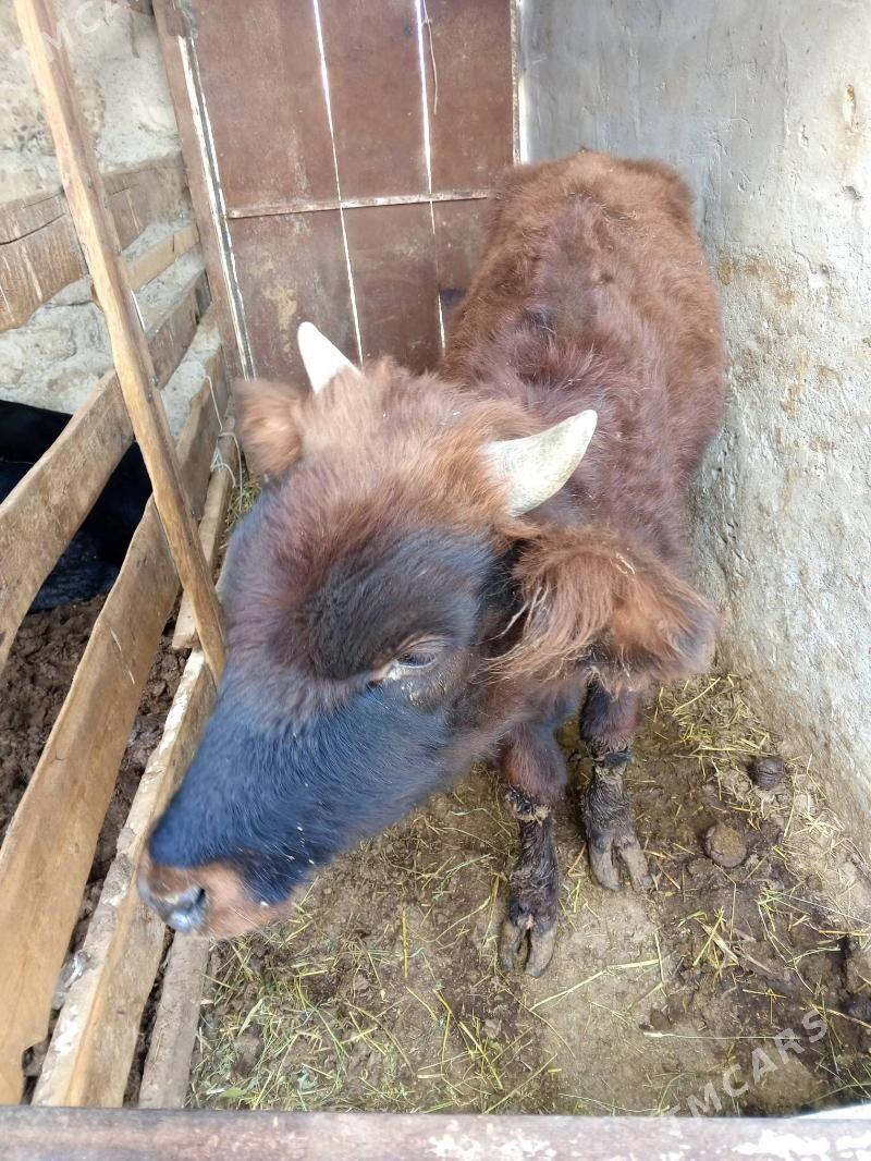 Okuz - Aşgabat - img 3