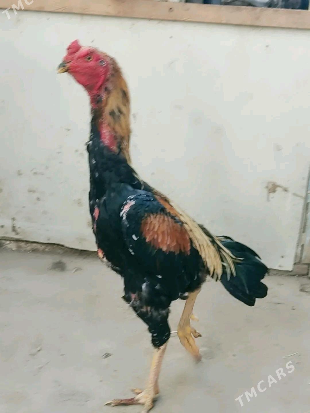 azil horaz - Çärjew - img 3