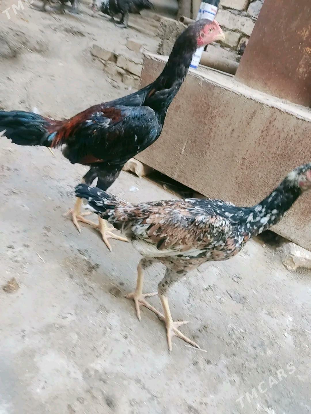 horaz i horaz juyjeler - Чарджоу - img 3