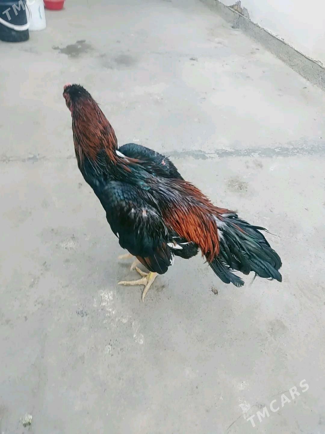 horaz i horaz juyjeler - Чарджоу - img 2