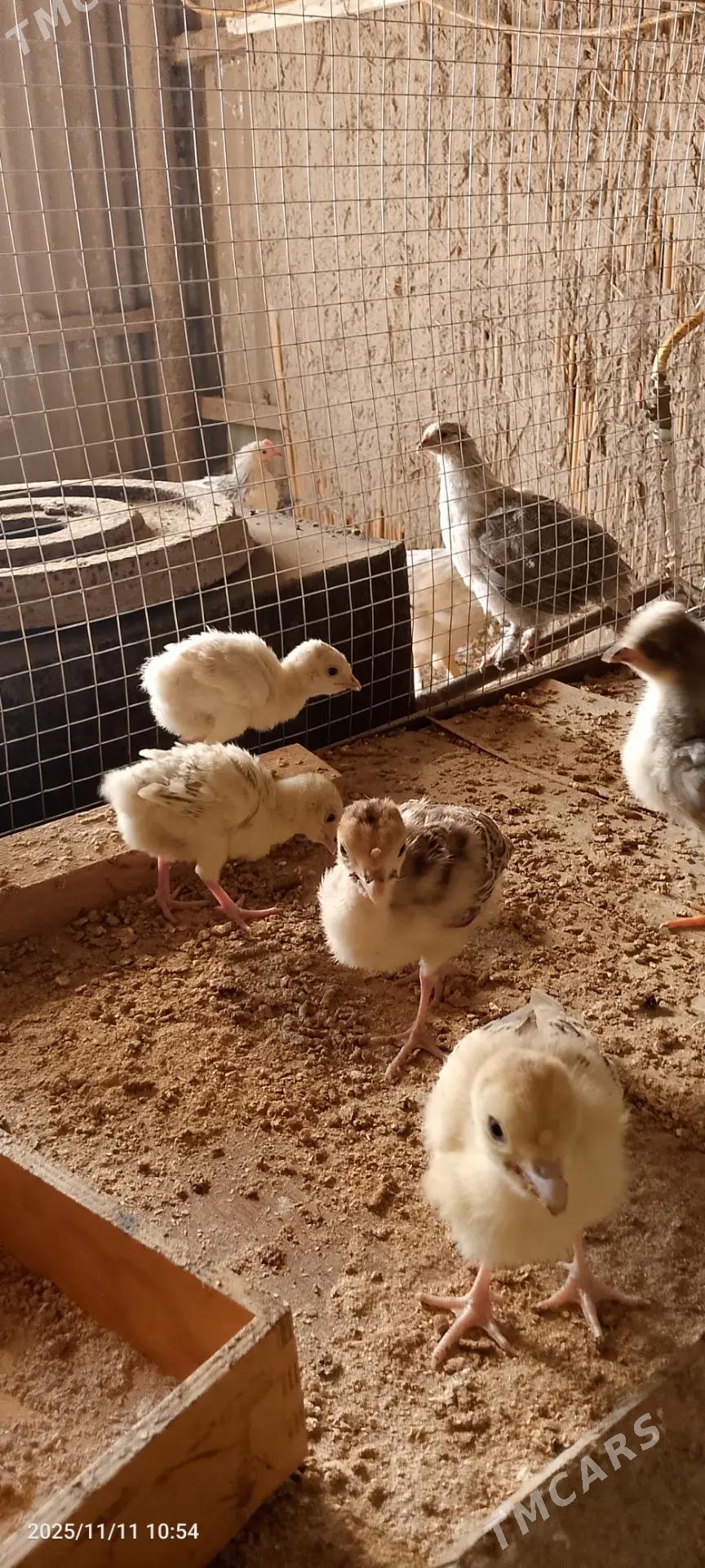 İnduk juyje - Sakarçäge - img 2