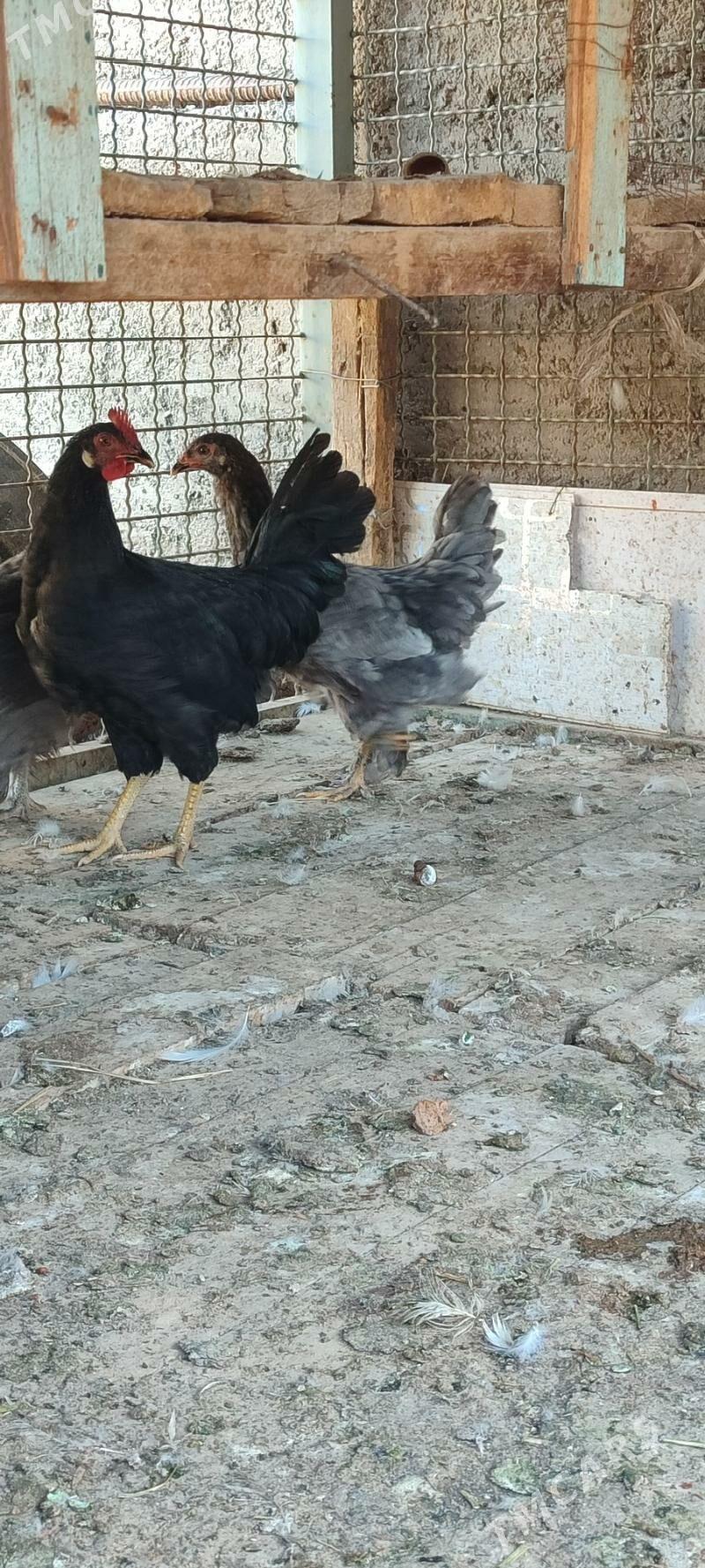 Balakly juyje - Мары - img 7