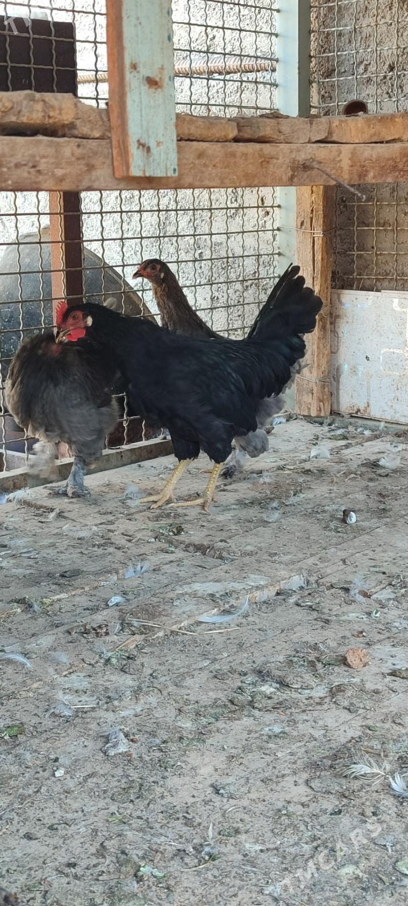 Balakly juyje - Мары - img 8