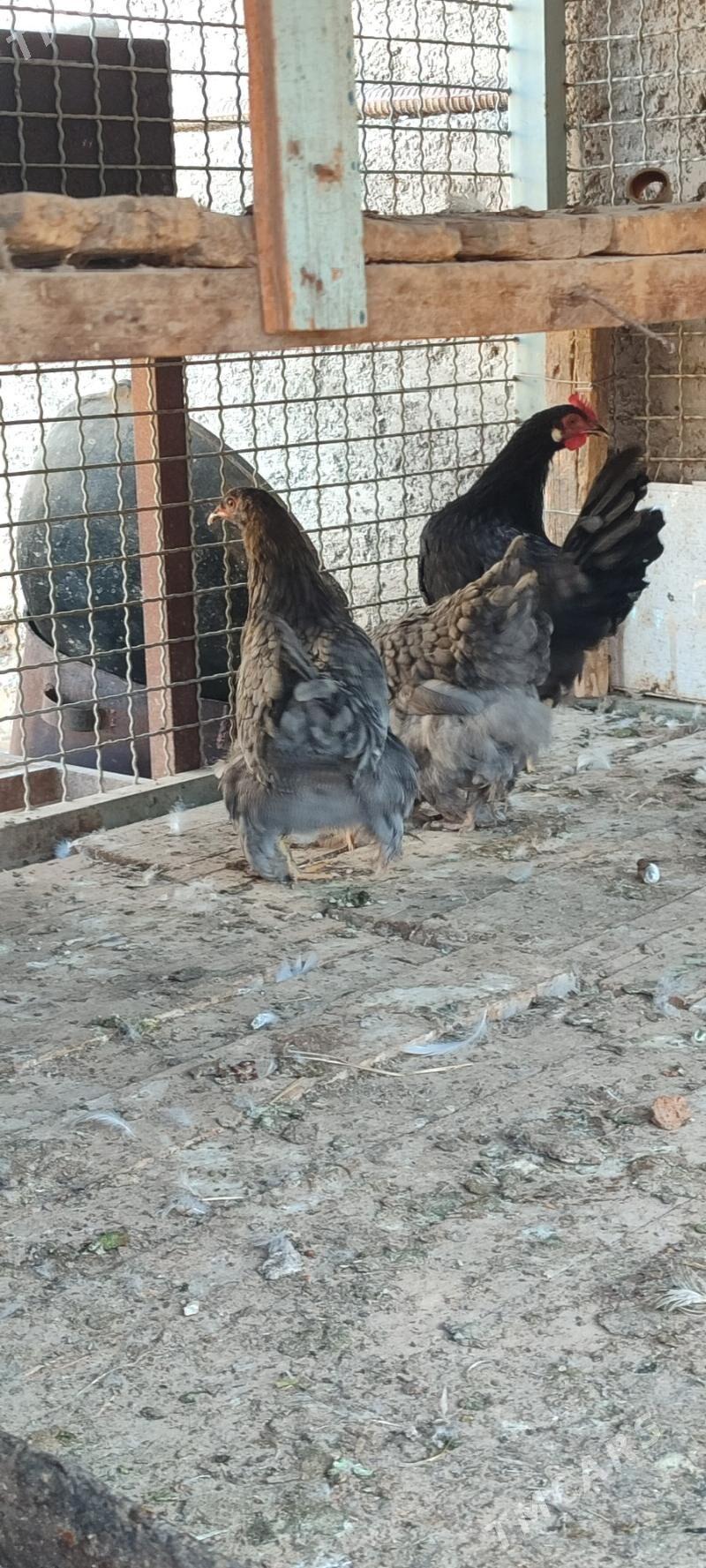 Balakly juyje - Мары - img 4