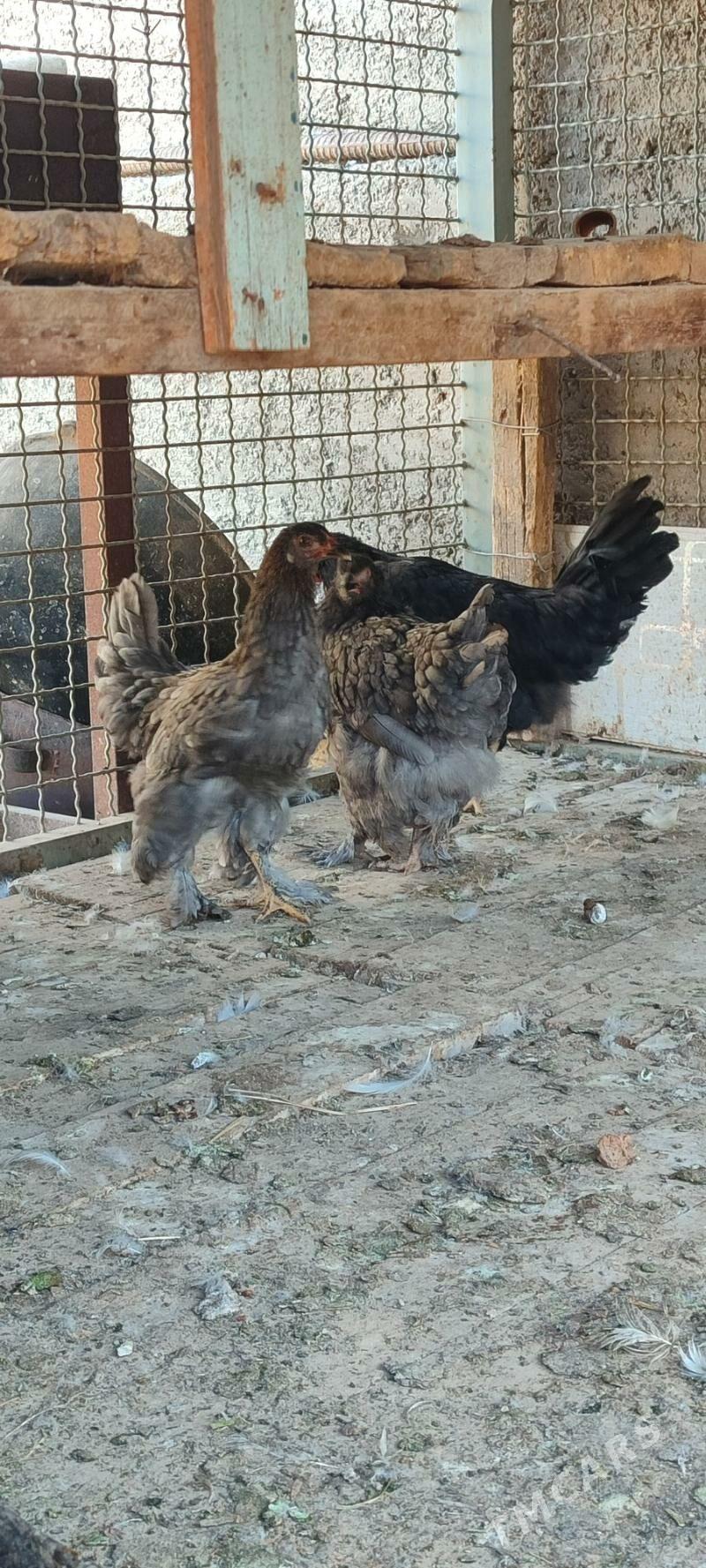 Balakly juyje - Мары - img 3