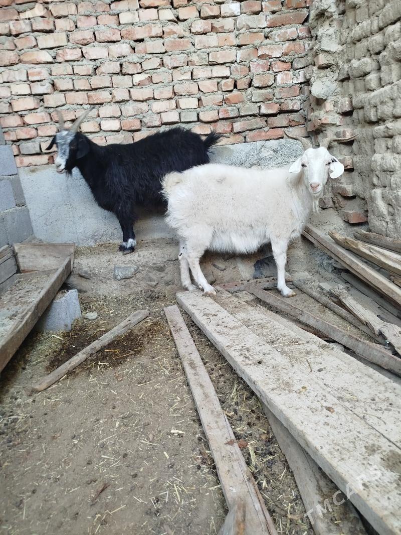 geçi - Bäherden - img 1