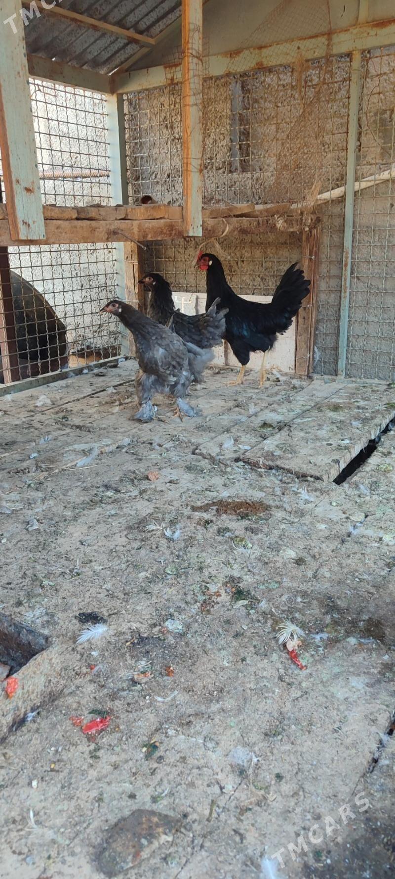 Balakly juyje - Мары - img 6