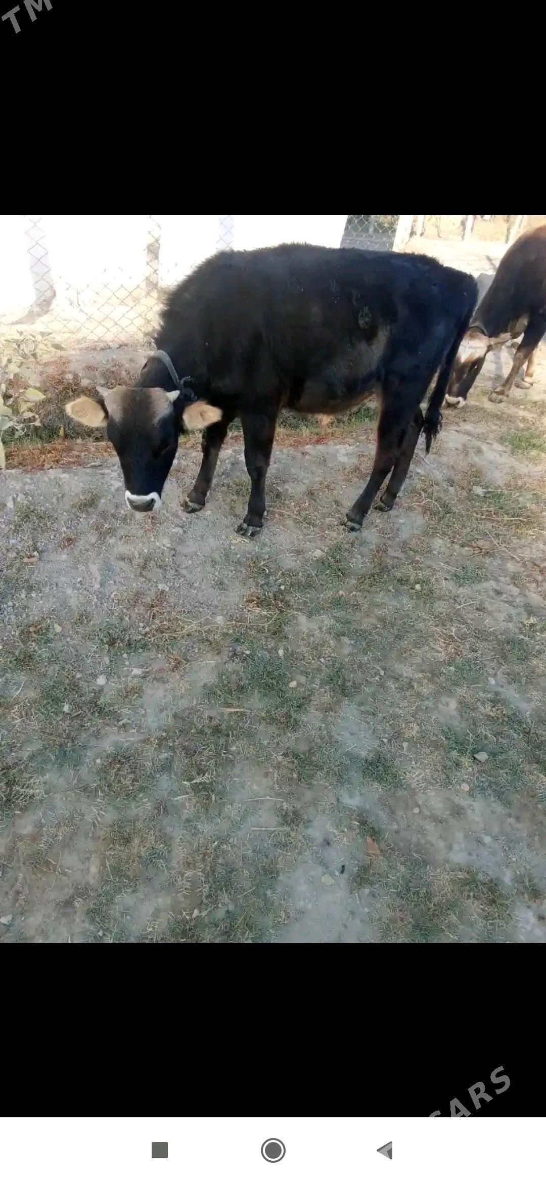 ökuz - Ak bugdaý etraby - img 1