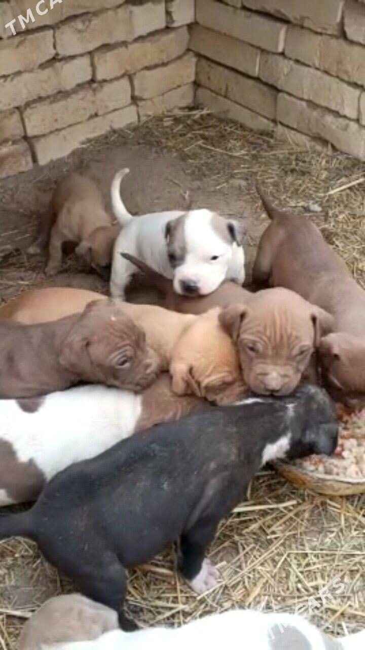 Pitbull  - Dänew - img 2