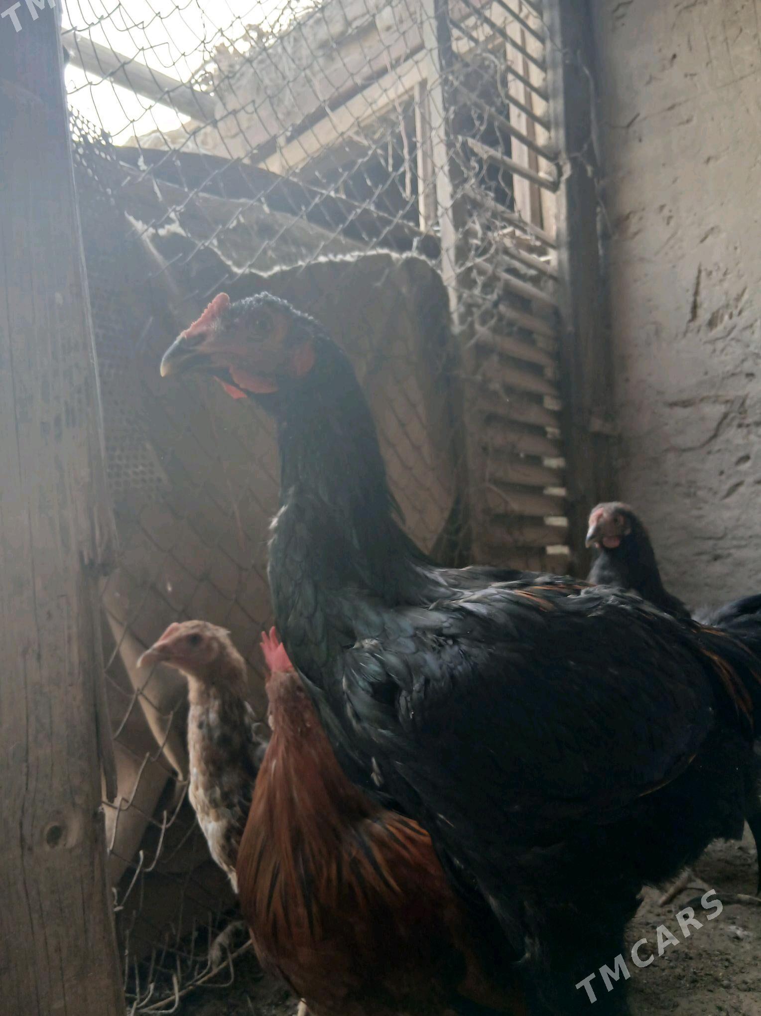 Juje - Türkmenabat - img 7