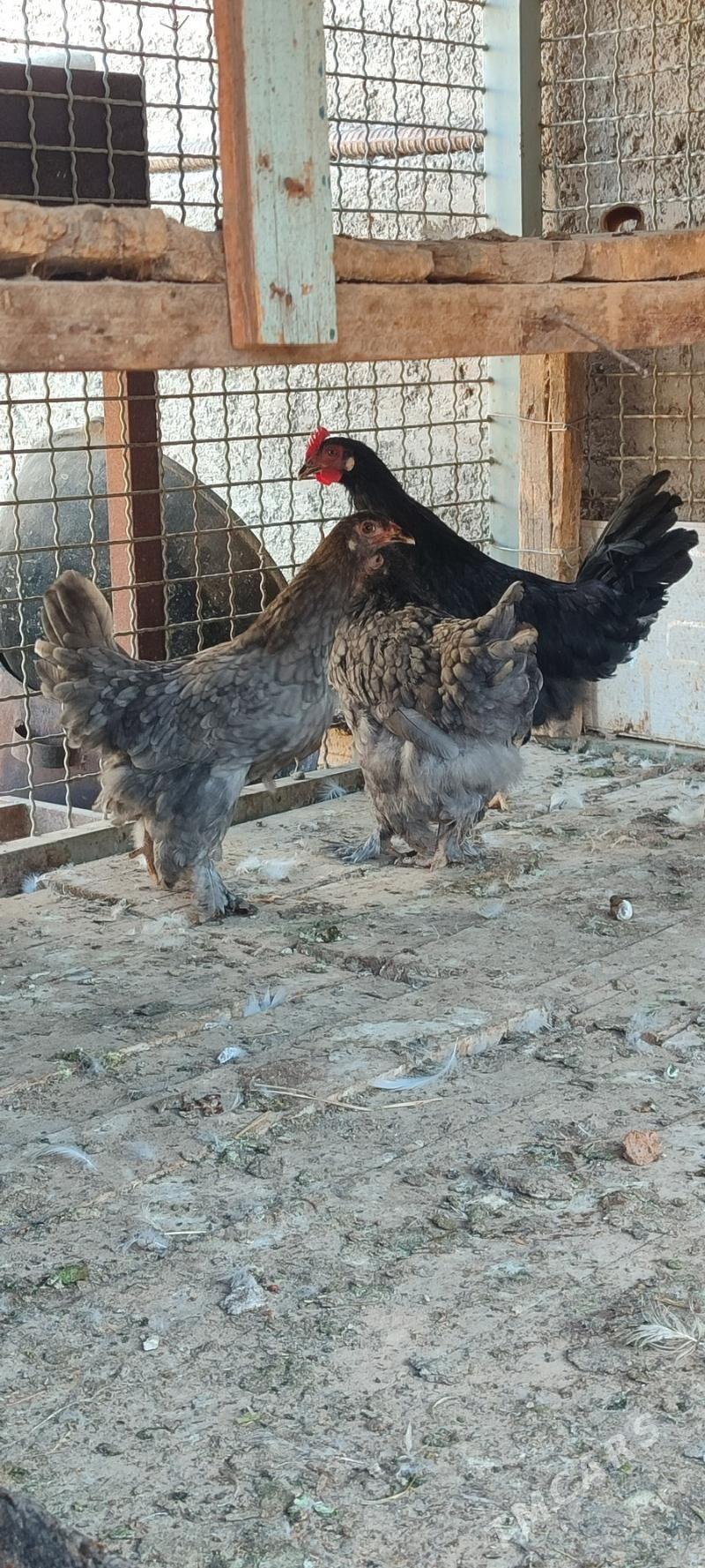 Balakly juyje - Мары - img 2