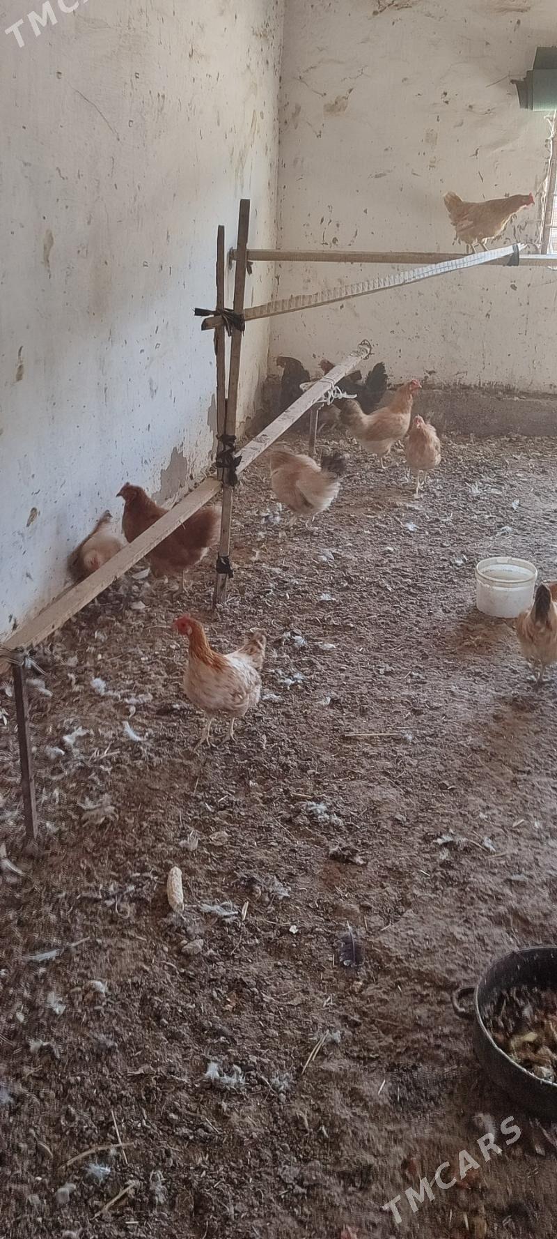 Tovuklar - Мары - img 2