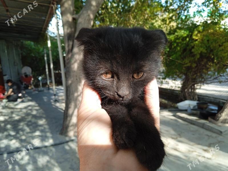 парода.  вислоухие - Mary - img 1