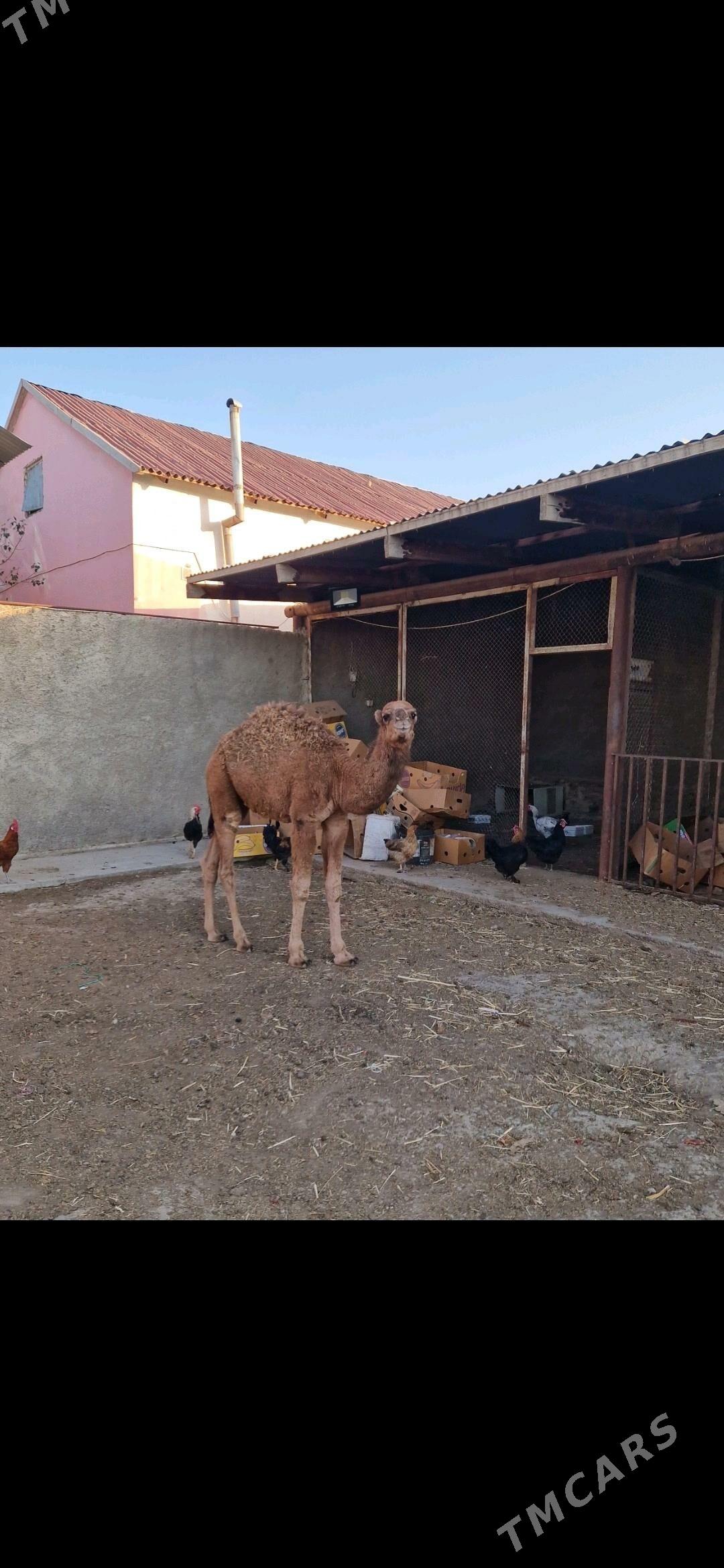 Torumly Dùÿeler - Берекет - img 3