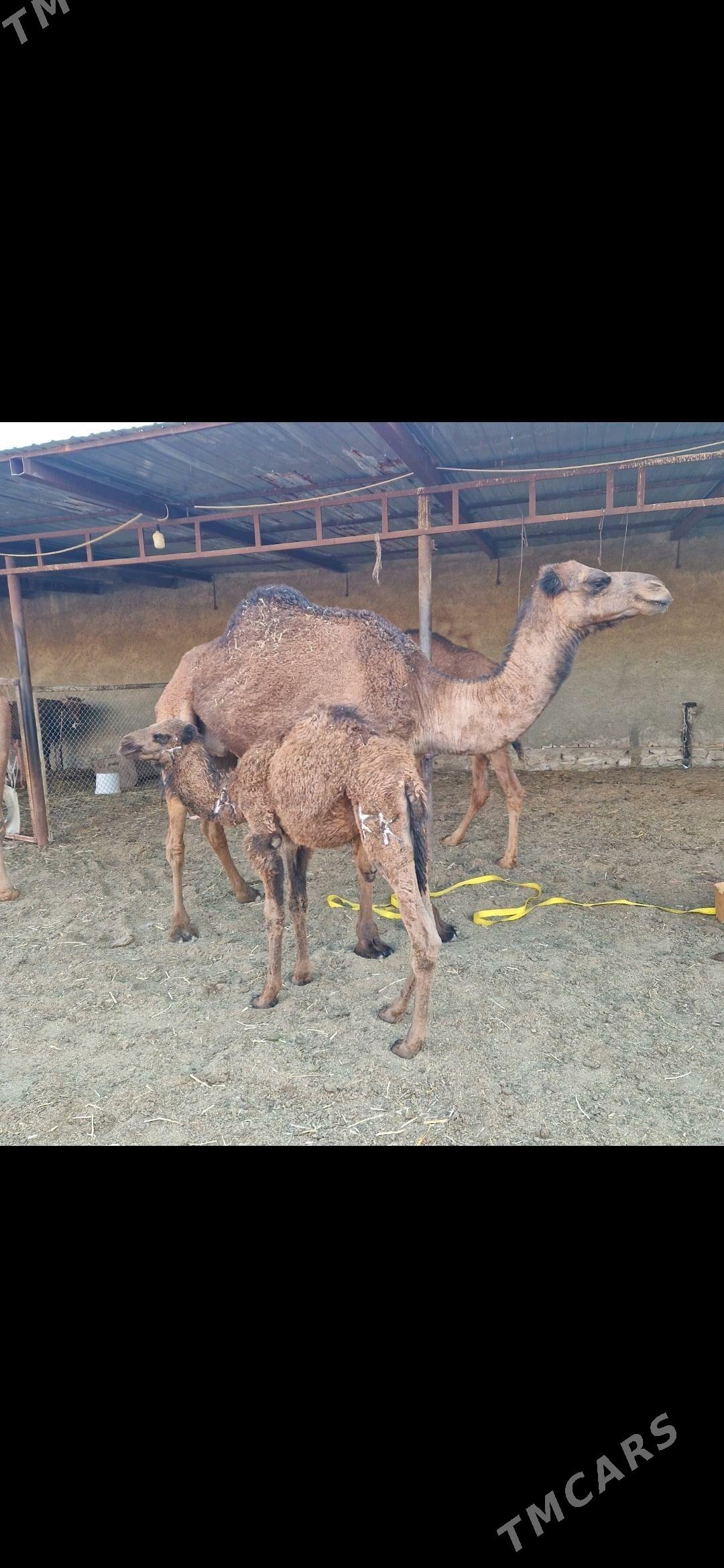 Torumly Dùÿeler - Берекет - img 1