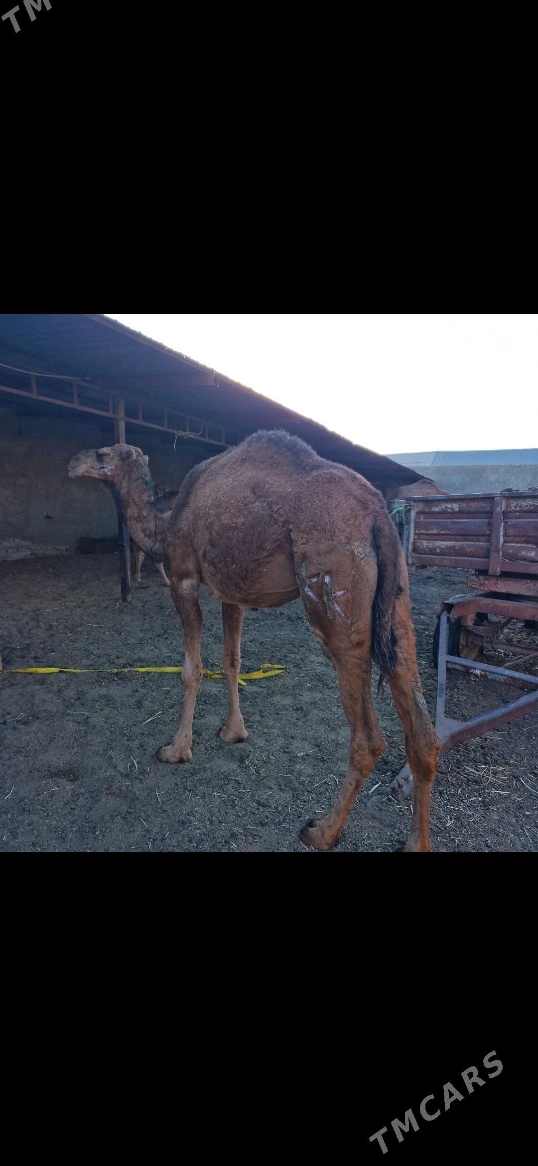 Torumly Dùÿeler - Берекет - img 2