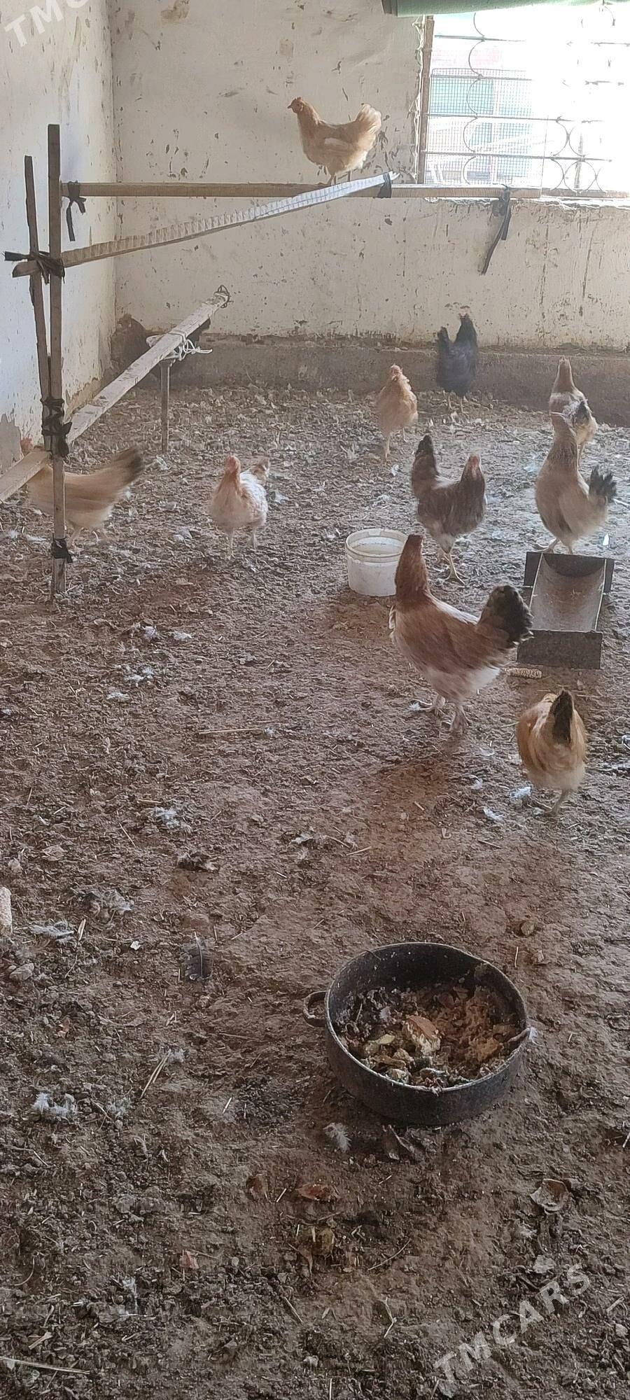 Tovuklar - Мары - img 8