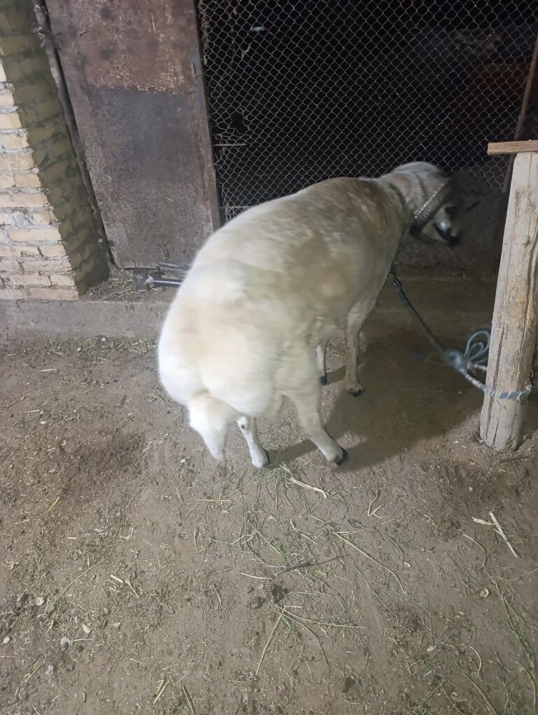 goc - Dänew - img 7